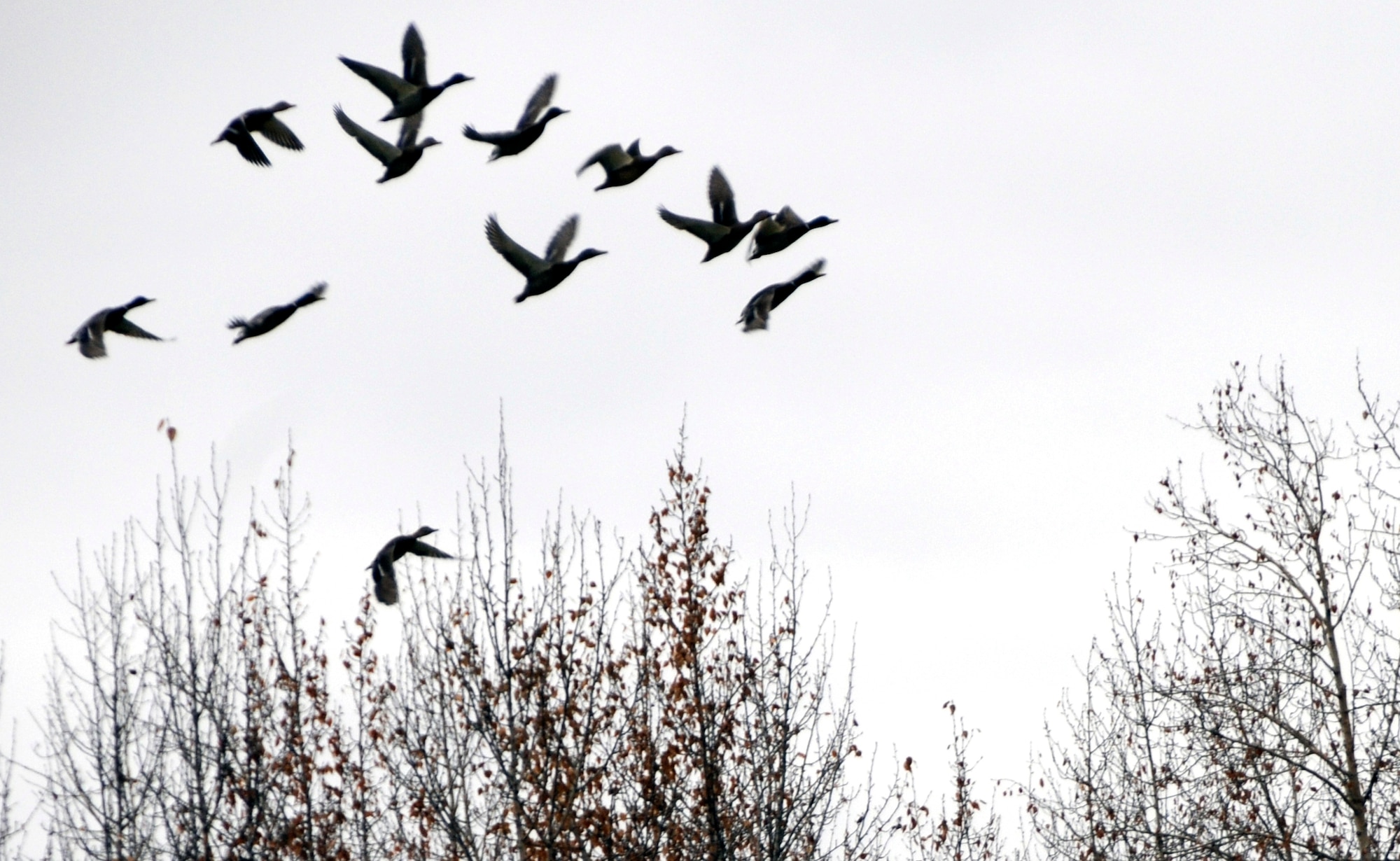 A flock of waterfowl fly away after a bird dispersal attempt Oct. 15, 2010, at Eielson Air Force Base, Alaska.  BASH helps preserve the mission at Eielson by keeping birds away from aircraft areas through proper manning and equipment. (U.S. Air Force photo by/Airman 1st Class Yash Rojas)