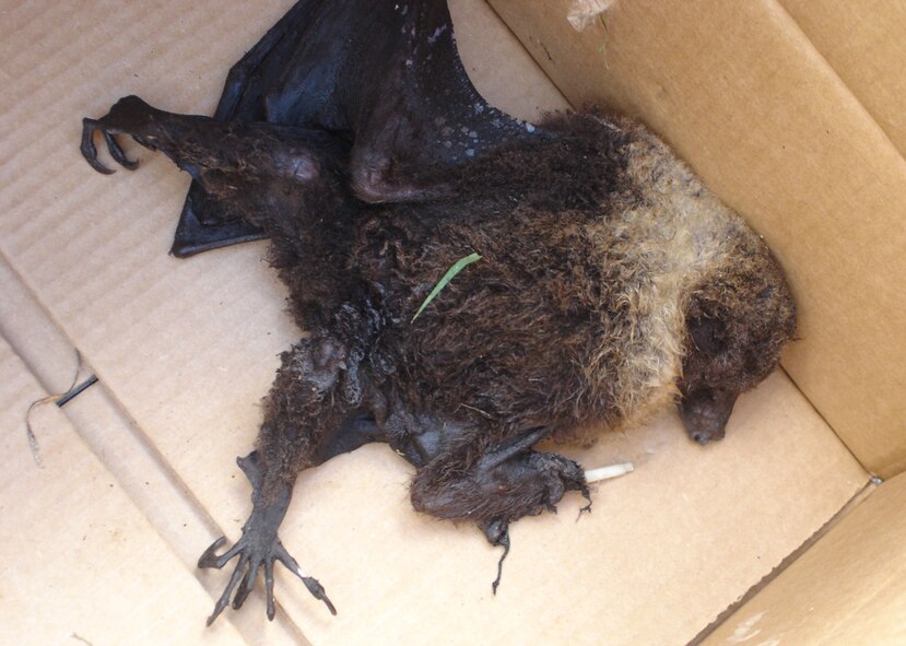 The outcome for fruit bat that decided to perch upon a power line. Fruit bats are just one of the causes for some of the various unscheduled power outages on Kadena Air Base. (Courtesy photo) 

