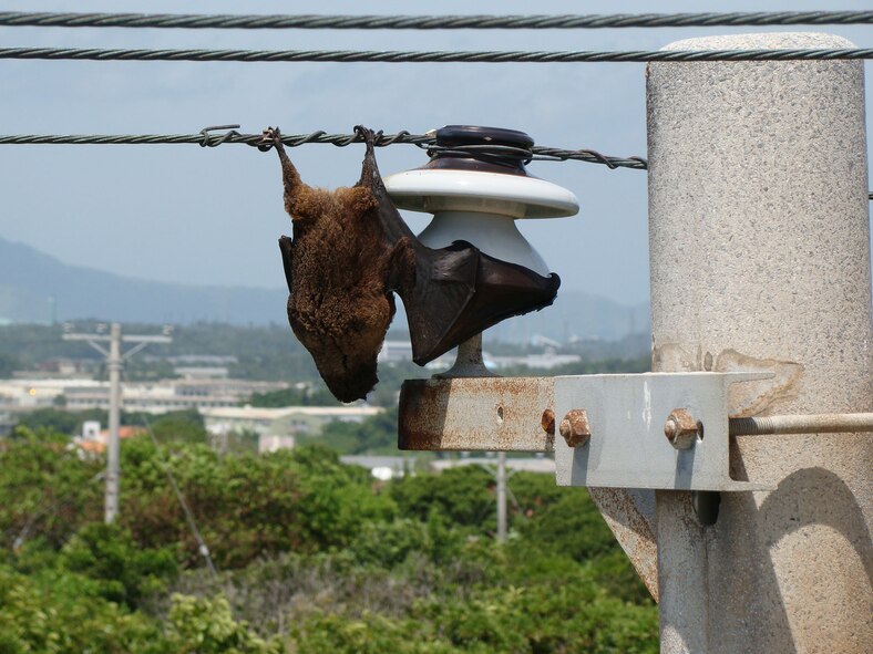 A fruit bat hangs from a utility line running across Kadena Air Base. Unfortunately, sometimes the bat's weight shorts out the power line, causing a power outage on base and killing the bat. (Courtesy photo)