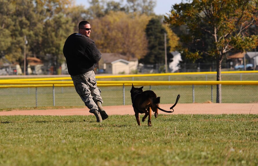 OFFUTT AIR FORCE BASE, Neb. - Senior Airman Steve Hanks, a military working dog handler with the 55th Security Forces Squadron, runs from Nero, his German sheppard working dog during a demonstration at the youth baseball fields here Oct. 20.  The demonstration was part of a base wide tour for high school and college students ready to enlist in the Air Force.
U.S. Air Force photo by Josh Plueger
