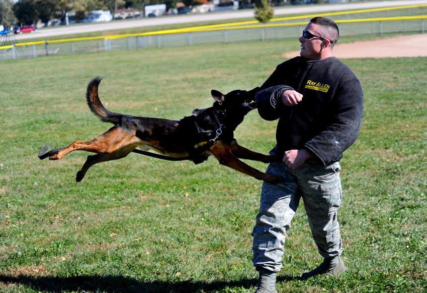 OFFUTT AIR FORCE BASE, Neb. - Senior Airman Steve Hanks, a military working dog handler with the 55th Security Forces Squadron, hoists Nero, his German sheppard, into the air after he bites down a the protective suit during a demonstration at the youth baseball fields here Oct. 20.  The demonstration was part of a base wide tour for high school and college students ready to enlist in the Air Force.
U.S. Air Force photo by Josh Plueger
