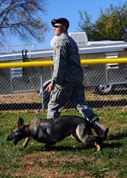 OFFUTT AIR FORCE BASE, Neb. - Senior Airman Steve Hanks, a military working dog handler with the 55th Security Forces Squadron, takes Nero, his German sheppard, onto a youth baseball field here Oct. 20 before a demonstration. The demonstration was part of a base wide tour for high school and college students ready to enlist in the Air Force.
U.S. Air Force photo by Josh Plueger
