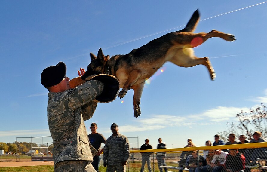 OFFUTT AIR FORCE BASE, Neb. - Senior Airman Steve Hanks, a military working dog handler with the 55th Security Forces Squadron, hoists working dog Ada up in the air after she clamped down on the bite sleeve as part of a demonstration at the youth baseball fields here Oct. 20.  The demonstration was part of a base wide tour for high school and college students ready to enlist in the Air Force.
U.S. Air Force photo by Josh Plueger
