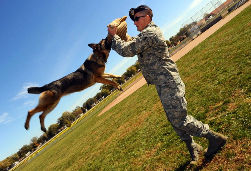 OFFUTT AIR FORCE BASE, Neb. - Senior Airman Steve Hanks, a military working dog handler with the 55th Security Forces Squadron, hoists working dog Ada in the air after she clamped down on the bite sleeve as part of a demonstration at the youth baseball fields here Oct. 20.  The demonstration was part of a base wide tour for high school and college students ready to enlist in the Air Force.
U.S. Air Force photo by Josh Plueger
