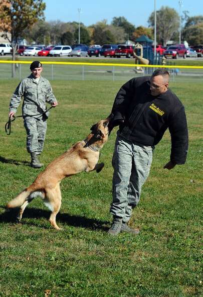 OFFUTT AIR FORCE BASE, Neb. - Staff Sgt. Aaron Balamo, a military working dog handler with the 55th Security Forces Squadron, lets his Belgian malinois, Fesak, off the leash to detain squadron member Tech. Sgt. Dan Koesters as part of a demonstration at the youth baseball fields here Oct 20.  The demonstration was a part of a base-wide tour for high school and college students ready to enlist in the Air Force.
U.S. Air Force photo by Josh Plueger
