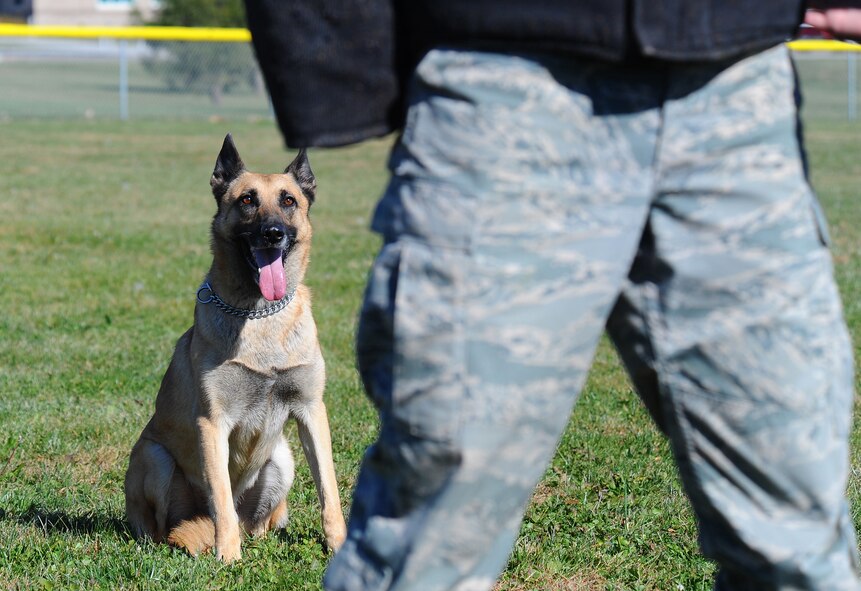 OFFUTT AIR FORCE BASE, Neb. - Military working dog Fesak, a Belgian malinois, stands guard of detainee Tech. Sgt. Dan Koesters, a member of the 55th Security Forces Squadron, as part of a military working dog demonstration at the youth baseball fields here Oct 20.  The demonstration was part of a base-wide tour for high school and college students ready to enlist in the Air Force. U.S. Air Force photo by Josh Plueger
