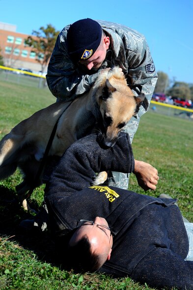 OFFUTT AIR FORCE BASE, Neb. - Staff Sgt. Aaron Balamo, a military working dog handler with the 55th Security Forces Squadron, pulls Fesak, a Belgian malinois off of Tech. Sgt. Dan Koesters during a demonstration at the youth baseball fields here Oct 20.  The demonstration was a part of a base-wide tour for high school and college students ready to enlist in the Air Force. U.S. Air Force photo by Josh Plueger
