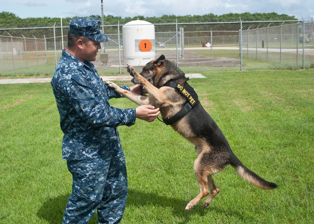 Navy Petty Officer 3rd Class Daniel Padilla and his partner, Petty Officer 2nd Class Brit E295, a German shepherd explosives-detecting dog, practice obedience commands at U.S. Naval Base Guam on Oct. 6, 2010. Padilla and Brit have deployed together for a mission in Djibouti. They are assigned to the Military Working Dog Unit of U.S. Naval Security Forces, Guam. U.S. Navy photo by Petty Officer 2nd Class Corwin Colbert 