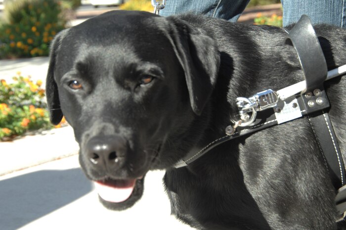 NELLIS AIR FORCE BASE, Nev.-- Obi, Christopher Sellman’s guide dog, stops for a moment to check his surroundings.  After losing his sight due to a number of medical emergencies, Mr. Sellman received Obi from Guide Dogs of America, one of the many Combined Federal Campaign charities people can contribute to during this year’s campaign. (U.S. Air Force photo by Senior Airman Michael Charles)