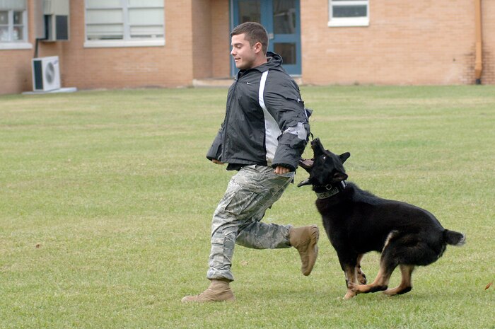 U. S. Air Force Senior Airman Joel Patterson gets taken down by Waldo during a military working dog demonstration held at Lambs Elementary School as part of Red Ribbon Week Oct. 26, 2010. Members of Joint Base Charleston visited local elementary schools during the week-long campaign to raise public awareness and mobilize communities to combat tobacco, alcohol and drug use. Airman Patterson is a military working dog handler with the 628th Security Forces Squadron. (U.S. Air Force photo/Staff Sgt. Marie Brown)