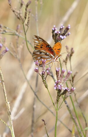 JOINT BASE CHARELSTON, S.C. (October 24, 2010) Hidden from Red Bank Road lies hidden treasures that capture the beauty of nature and provides tranquility from today?s technological world. Marrington Plantation, located within the depths of Joint Base Charleston-Weapons Station, has more than 1,600 acres of pristine woodlands that now serves as one of the premier military recreational facilities in the world for people of all ages to enjoy outdoor recreational activities. U.S. Navy photo/Mass Communication Specialist 1st Class Jennifer R. Hudson