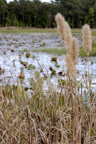 JOINT BASE CHARELSTON, S.C. (October 24, 2010) Hidden from Red Bank Road lies hidden treasures that capture the beauty of nature and provides tranquility from today?s technological world. Marrington Plantation, located within the depths of Joint Base Charleston-Weapons Station, has more than 1,600 acres of pristine woodlands that now serves as one of the premier military recreational facilities in the world for people of all ages to enjoy outdoor recreational activities. U.S. Navy photo/Mass Communication Specialist 1st Class Jennifer R. Hudson