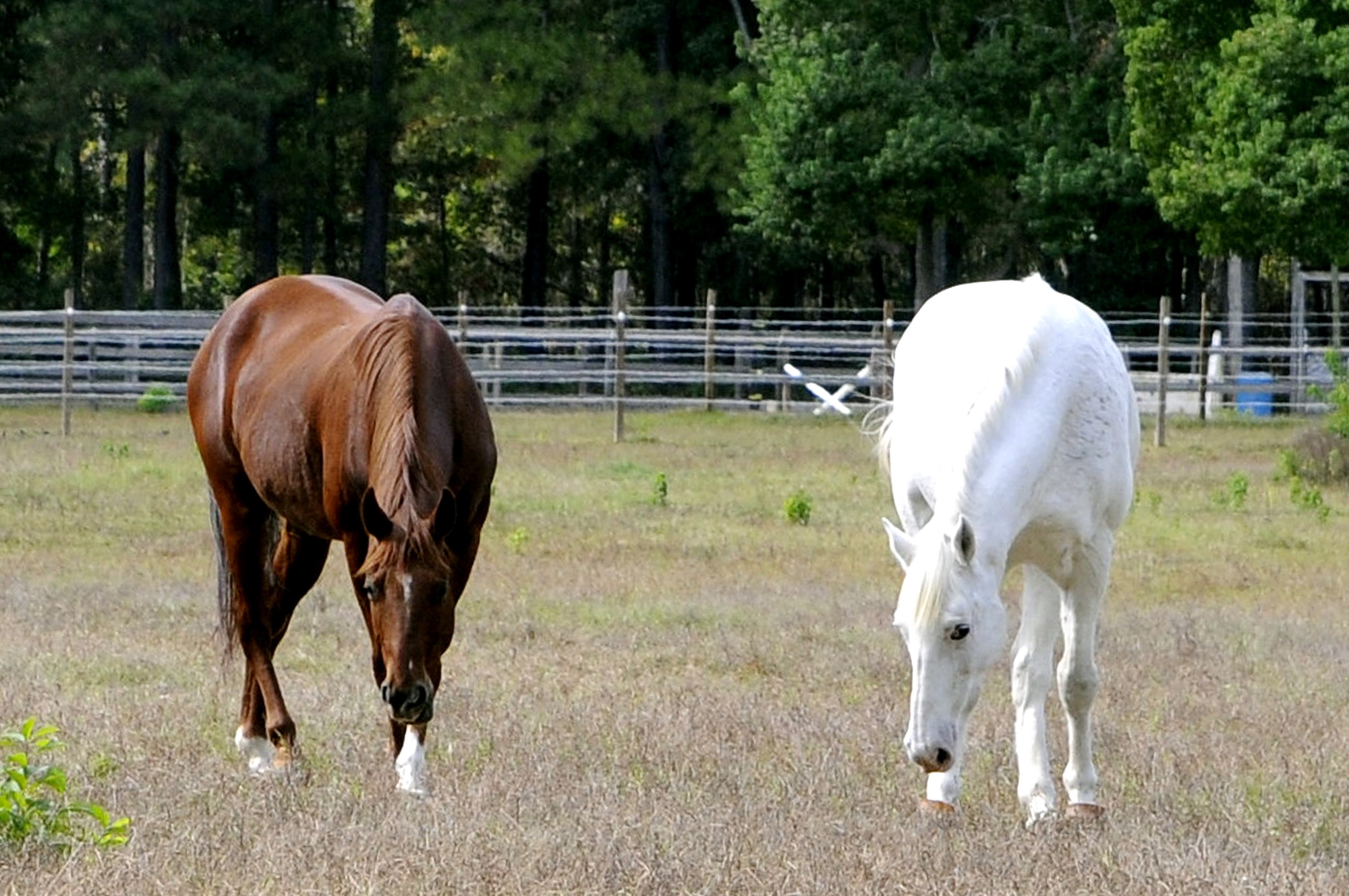 JOINT BASE CHARELSTON, S.C. (October 24, 2010) Marrington Plantation, located within the depths of Joint Base Charleston-Weapons Station, has more than 1,600 acres of pristine woodlands that now serves as one of the premier military recreational facilities in the world for people of all ages to enjoy outdoor recreational activities. Horse stables are available for boarding and numerous trails provide plenty of room for an afternoon gallop. U.S. Navy photo/Mass Communication Specialist 1st Class Jennifer R. Hudson