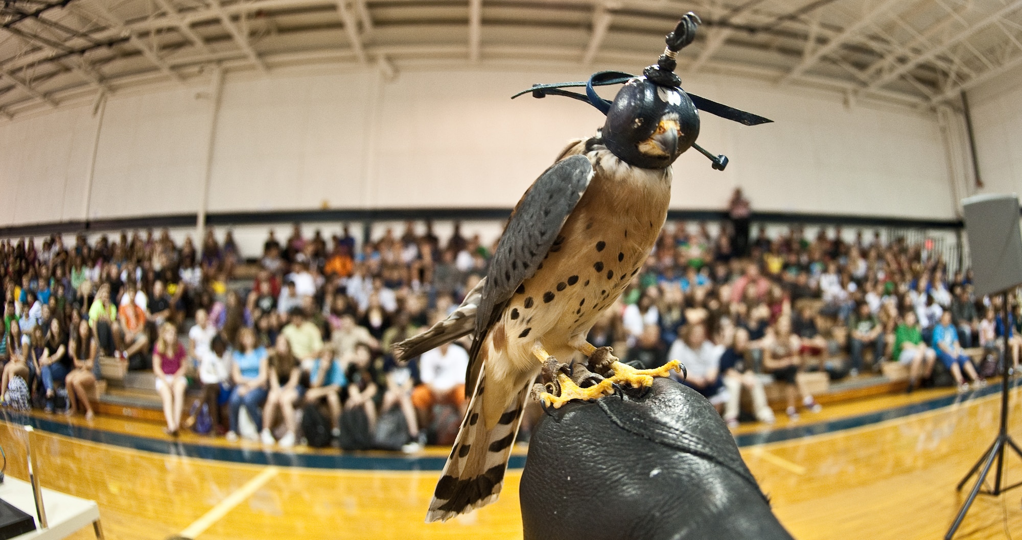 Cadet 3rd Class Danielle Cortez and  "Buzz," a kestrel falcon had the attention of the students and faculty of Lyndon B. Johnson Middle School in Melbourne, Fla., on Oct. 28, 2010. "Buzz" is named after the "Toy Story" character Buzz Lightyear. Cadet Cortez and "Buzz," from the U.S. Air Force Academy, Colo., and personnel from nearby Patrick Air Force Base, Fla., were able to educate and inform the audience about the art and history of falconry, and the educational and career opportunities at the U.S. Air Force Academy and in the U.S. Air Force. (U.S. Air Force photo/Lance Cheung)