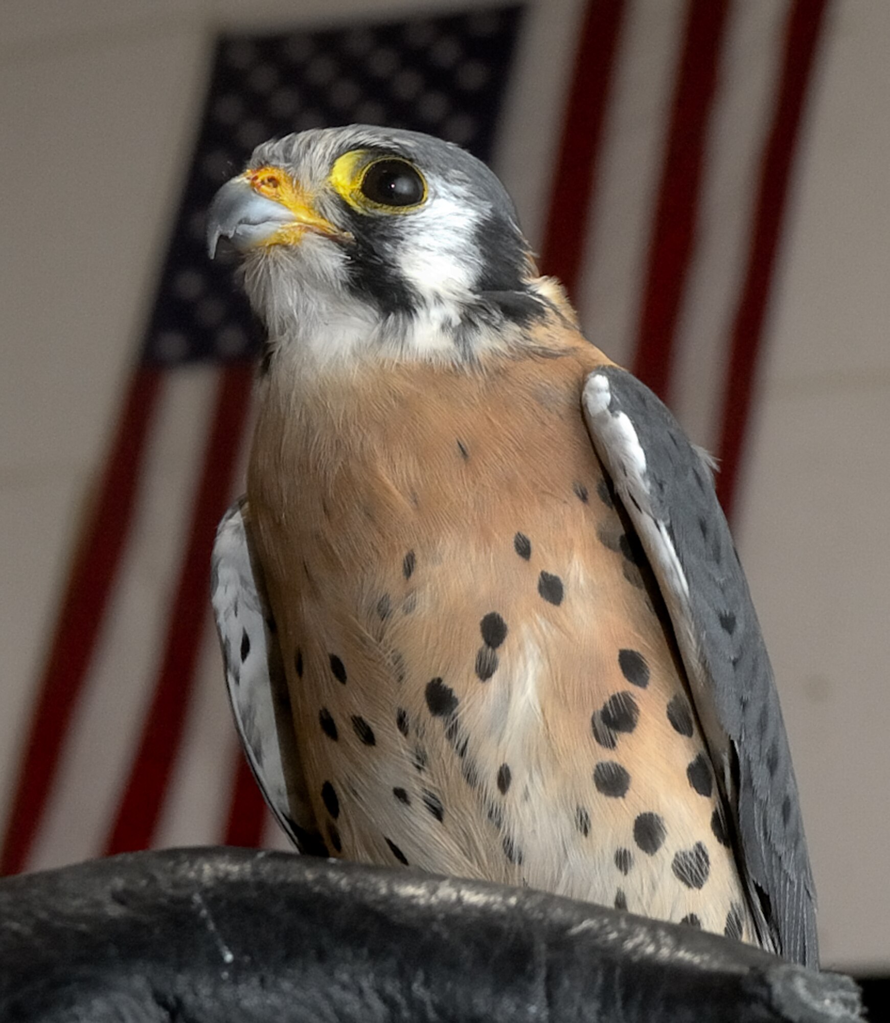 Cadet 3rd Class Danielle Cortez and  "Buzz," a kestrel falcon had the attention of the students and faculty of Lyndon B. Johnson Middle School in Melbourne, Fla., on Oct. 28, 2010. "Buzz" is named after the "Toy Story" character Buzz Lightyear. Cadet Cortez and "Buzz," from the U.S. Air Force Academy, Colo., and personnel from nearby Patrick Air Force Base, Fla., educated and informed the audience about the art and history of falconry, and the educational and career opportunities at the U.S. Air Force Academy and in the U.S. Air Force. (U.S. Air Force photo/Lance Cheung)