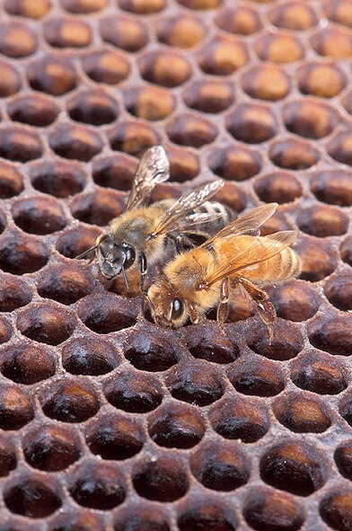 MOODY AIR FORCE BASE, Ga.-- Africanized honeybees are shown here socializing. DNA testing has confirmed that Africanized honeybees were responsible for the recent death of an elderly Georgia man. The honeybees are very defensive of their nests, respond quickly and sting in large numbers. (Contributed photo/RELEASED)
