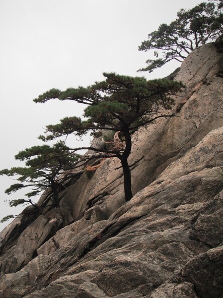 View of trees on the way to Dobongsan Peak in Bukhansan National Park, Republic of Korea. (U.S. Air Force photo/Staff Sgt. Eric Burks)