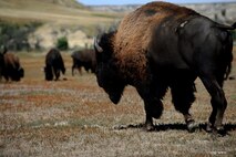 BADLANDS, N.D. -- A herd of Wild Buffalo graze on the grass fields in the Badlands at the Theodore Roosevelt National Park here Sept. 3. Camping in the Theodore Roosevelt National Park allows one to explore the rugged badlands terrain and watch wildlife. (U.S. Air Force photo by Airman 1st Class Aaron-Forrest Wainwright)