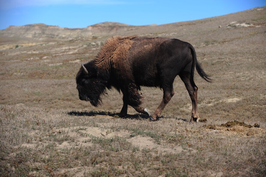 BADLANDS, N.D. -- A herd of Wild Buffalo graze on the grass fields in the Badlands at the Theodore Roosevelt National Park here Sept. 3. Camping in the Theodore Roosevelt National Park allows one to explore the rugged badlands terrain and watch wildlife. (U.S. Air Force photo by Airman 1st Class Aaron-Forrest Wainwright)
