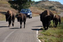 BADLANDS, N.D. -- A herd of Wild Buffalo block traffic in the Badlands at the Theodore Roosevelt National Park here Sept. 3. Camping in the Theodore Roosevelt National Park allows one to explore the rugged badlands terrain and watch wildlife. (U.S. Air Force photo by Airman 1st Class Aaron-Forrest Wainwright)