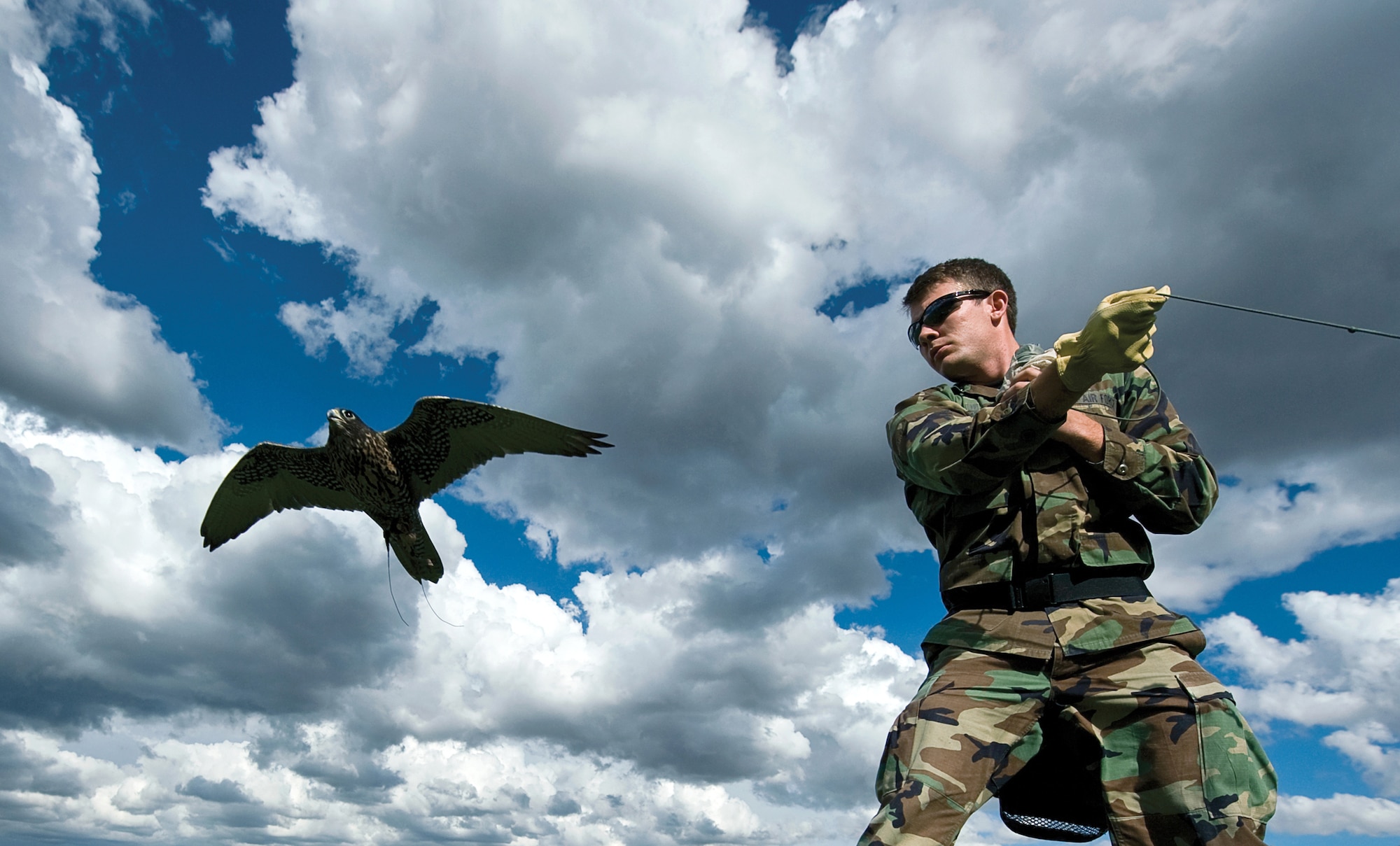Air Force Academy Cadet 1st Class Jeremiah Baxter, the cadet-in-charge for the Academy falconry team, pulls the lure Sept. 10, ,2010, as Ace, a black gyr-saker falcon, makes a pass at it. (U.S. Air Force photo/Staff Sgt. Bennie J. Davis III)
