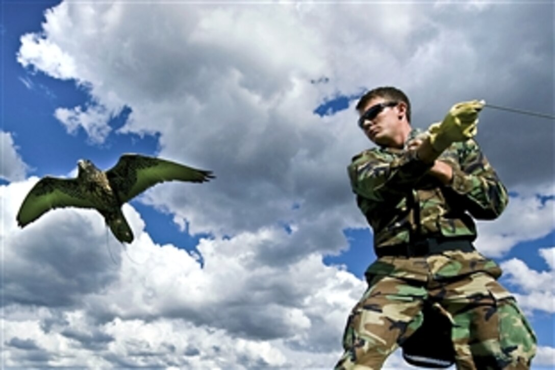 Air Force Academy Cadet 1st Class Jeremiah Baxter pulls the lure as Ace, a black gyr-saker falcon, makes a pass at it in San Antonia, Texas, Sept. 10, 2010. Baxter is the cadet-in-charge for the academy's falconry team.