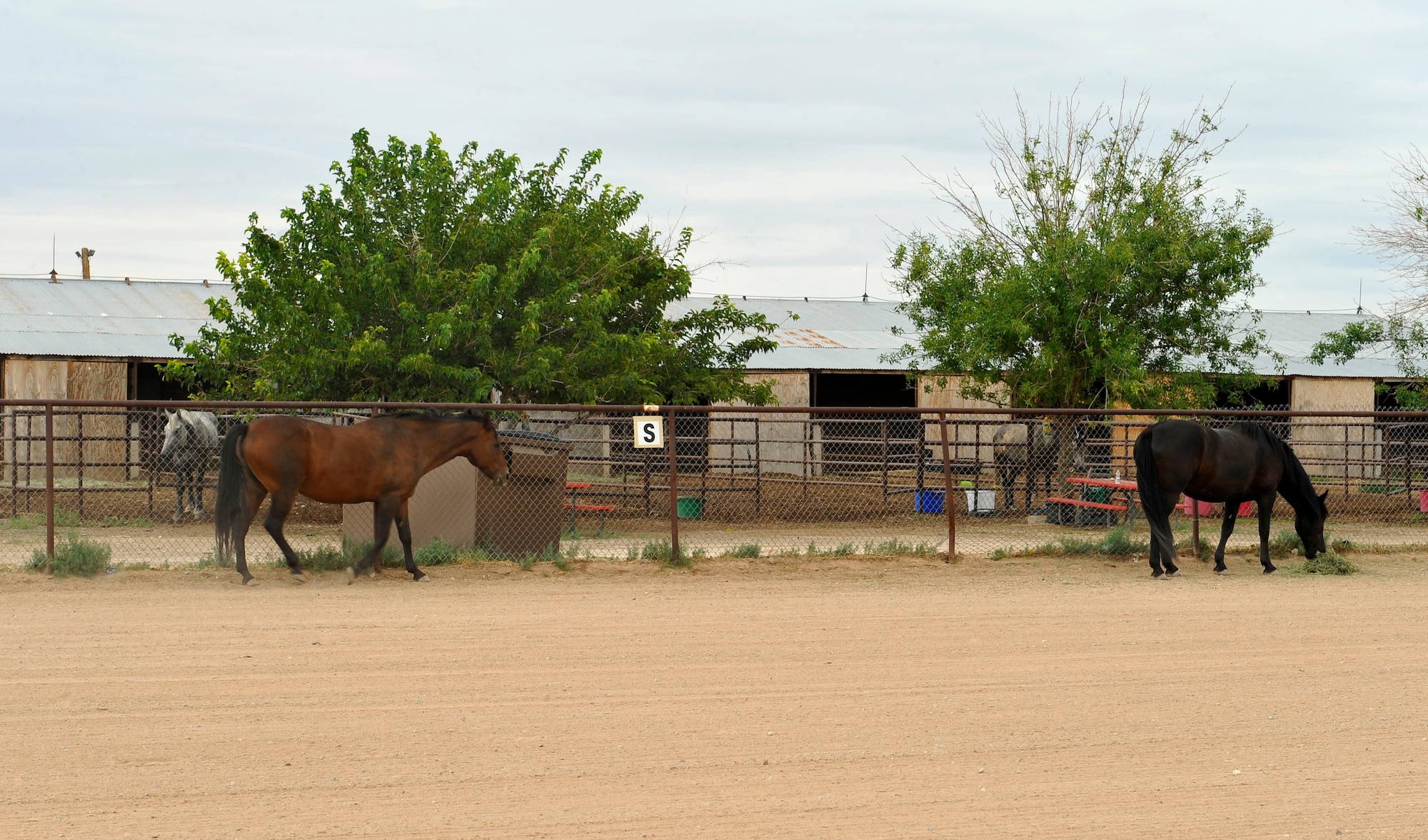 HOLLOMAN AIR FORCE BASE, N.M. -- Benny and Zuli, both horses currently residing at Flying "H" Equestrian Facility, accompany each other for "social hour" in a training arena Aug. 28, 2010. The stable currently houses 12 horses of different breeds, ranging from two to 32 years of age and is located on the North side of Holloman, offering jumping arenas, training round pens and quarantine stalls. (U.S. Air Force photo by Senior Airman Veronica Stamps / Released)