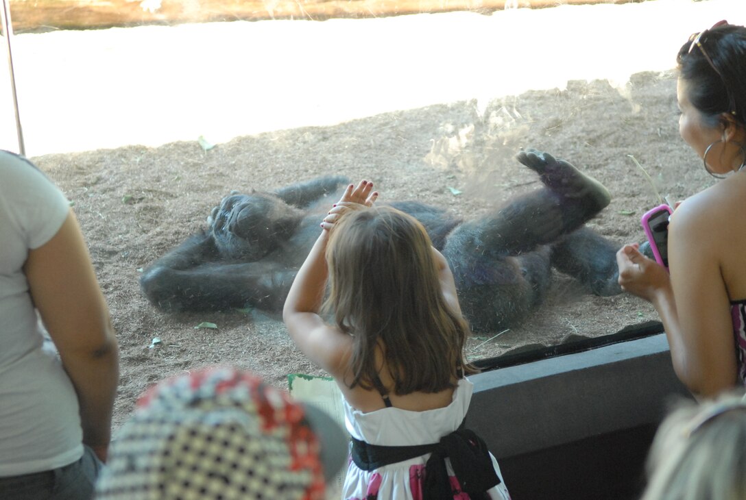 Many of the animals in the zoo go about their day as if they are not being watched by people, some however, will come up to the glass and pose for their visitors.