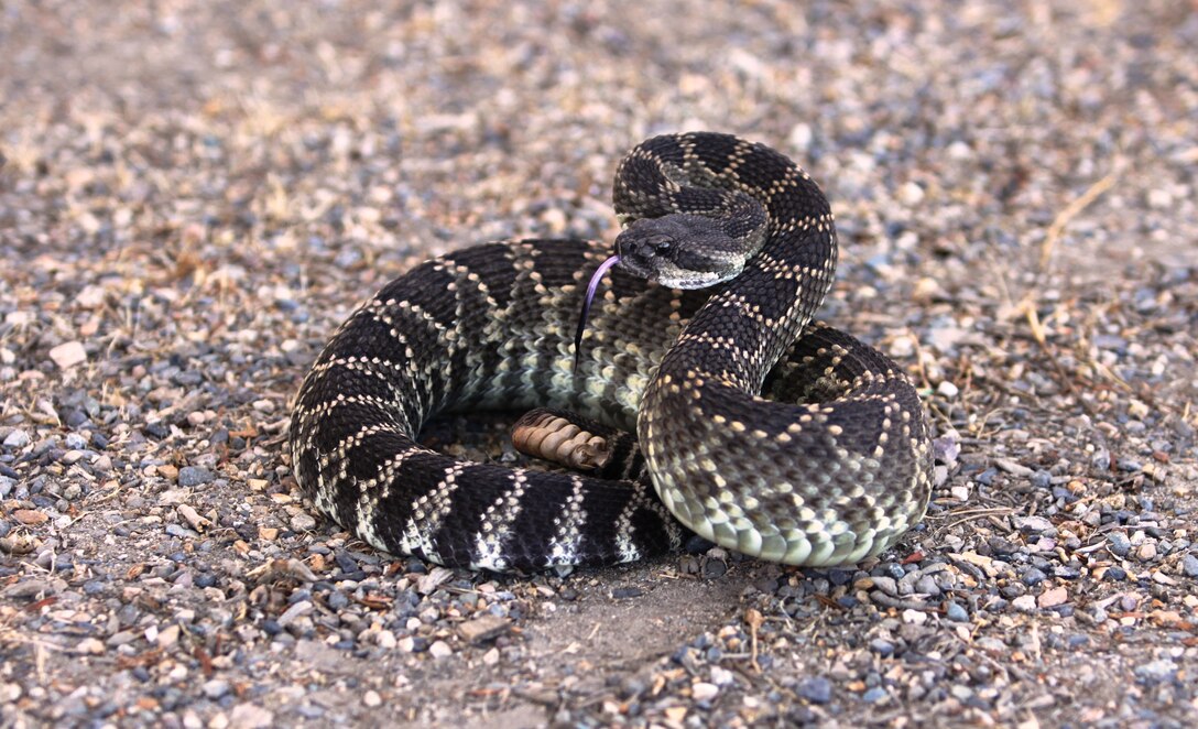 The Southern Pacific rattlesnake is one of the most commonly known species of rattlesnakes that inhabits Camp Pendleton. It is one of  three poisonous rattlesnakes on base. The other two include the California Red Diamond and Southern Speckled rattlesnakes.