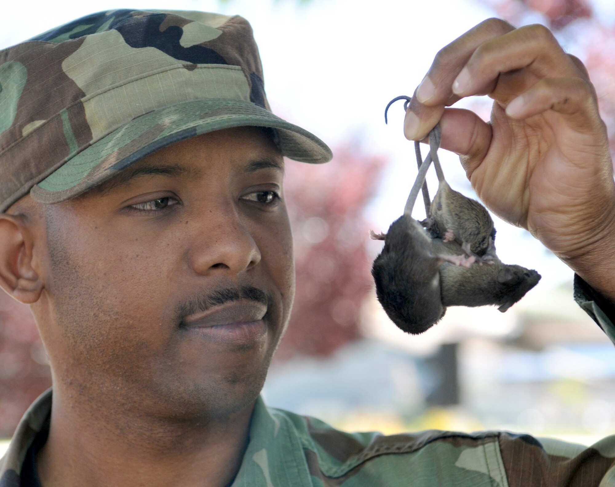 Staff Sgt. Damien Falconer is the lone pest management specialist in the Nevada Air National Guard. It is his job to eliminate all of the creepy-crawly nuisances on his base in Reno, Nev. The mice were used for illustrative purposes and were safely returned to a pet store. (U.S. Army photo/Sgt. Mike Getten)