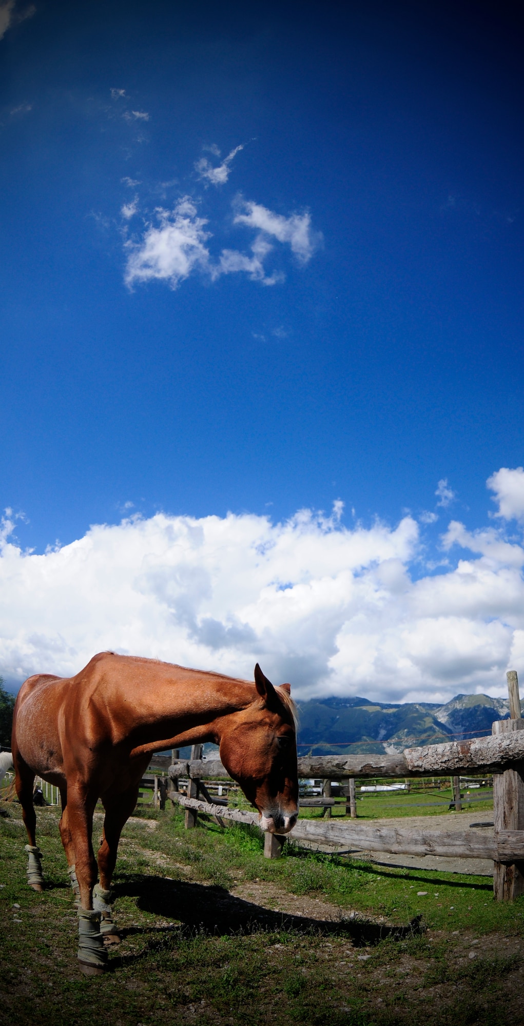 Baby the horse walks in her paddock at Zedan’s Ranch and EZ’s Place horse shelter Sept. 8. Baby is one of 17 recovering horses at Zedan's Ranch and EZ's Place horse shelter in Montereale, Italy. Before the 28-year-old horse was brought to the shelter in March 2009, she was housed in a pasture of knee-deep mud with minimal shelter, food or water for two years. The Aviano Officer and Civilian Spouses Club recently voted to sponsor Baby to help her recover from abuse and maltreatment. (U.S. Air Force photo/Airman 1st Class Katherine Windish)