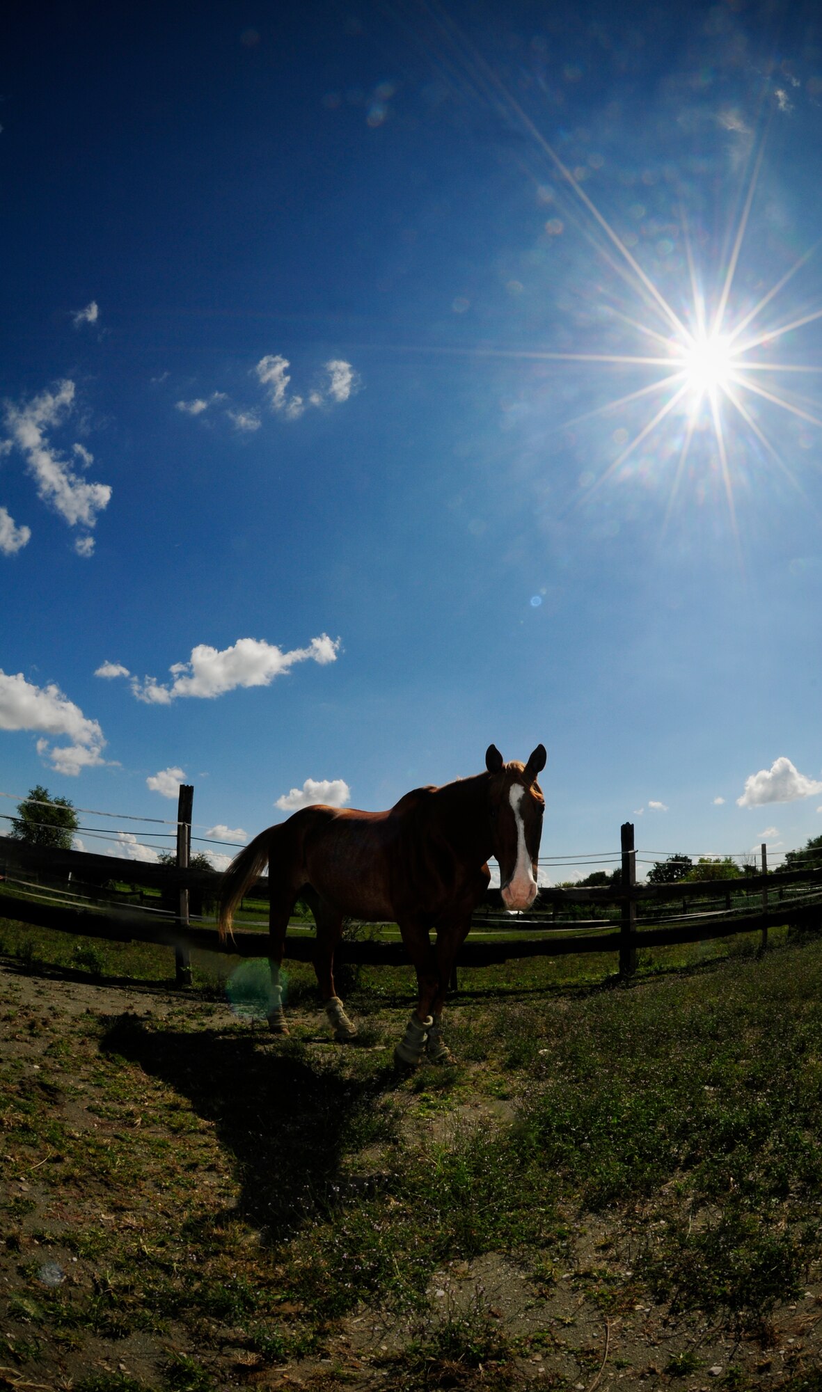 Baby the horse walks in her paddock at Zedan’s Ranch and EZ’s Place horse shelter Sept. 8. Baby is one of 17 recovering horses at Zedan's Ranch and EZ's Place horse shelter in Montereale, Italy. Before the 28-year-old horse was brought to the shelter in March 2009, she was housed in a pasture of knee-deep mud with minimal shelter, food or water for two years. The Aviano Officer and Civilian Spouses Club recently voted to sponsor Baby to help her recover from abuse and maltreatment. (U.S. Air Force photo/Airman 1st Class Katherine Windish)