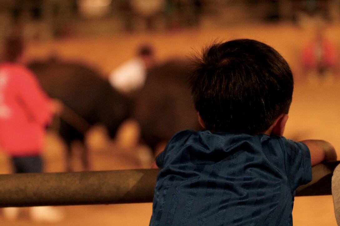 Spectators watch Okinawan bullfights, where two bulls collide in the center of the arena as a source of entertainment. Bullfighting has been a spectator sport for more than 100 years and is considered a traditional cultural experience.