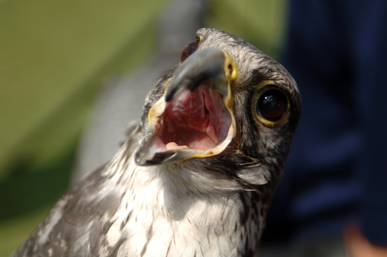 Air Force gyr falcon Destiny, one of 12 Academy mascots, gets excited for the game against the Sooners Saturday, Sept. 18, 2010 at Oklahoma University's Memorial Stadium in Norman, Okla.  The Falcons came back from a 17-point deficit, but fell short by three with a final of 27-24.  (U.S. Air Force photo/Staff Sgt. Raymond Hoy)