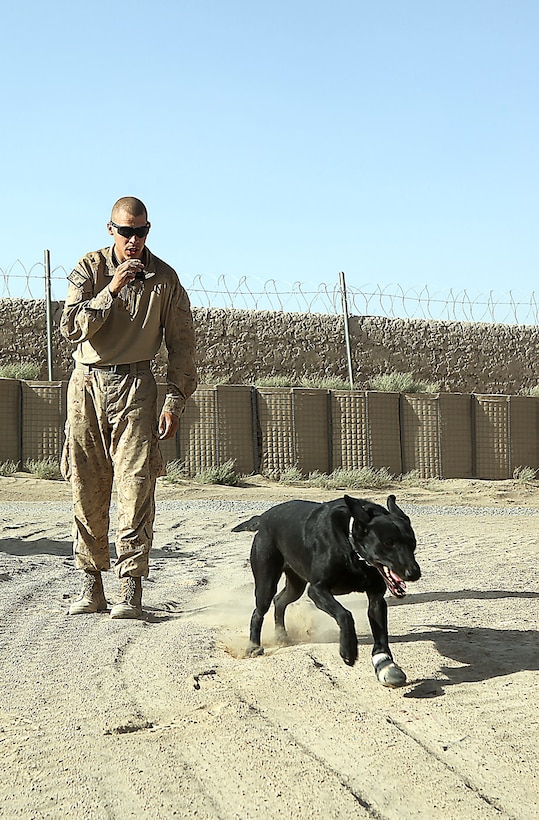 Lance Cpl. Cody Campioni, a dog handler with the Dog Handler Platoon, Headquarters and Service Company, 1st Light Armored Reconnaissance Battalion, conducts bumper drills with his dog at Combat Outpost Shabu, Afghanistan, Sept. 18. Marines use dogs in Afghanistan to locate improvised explosive devices.