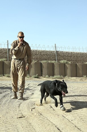 Lance Cpl. Cody Campioni, a dog handler with the Dog Handler Platoon, Headquarters and Service Company, 1st Light Armored Reconnaissance Battalion, conducts bumper drills with his dog at Combat Outpost Shabu, Afghanistan, Sept. 18. Marines use dogs in Afghanistan to locate improvised explosive devices.