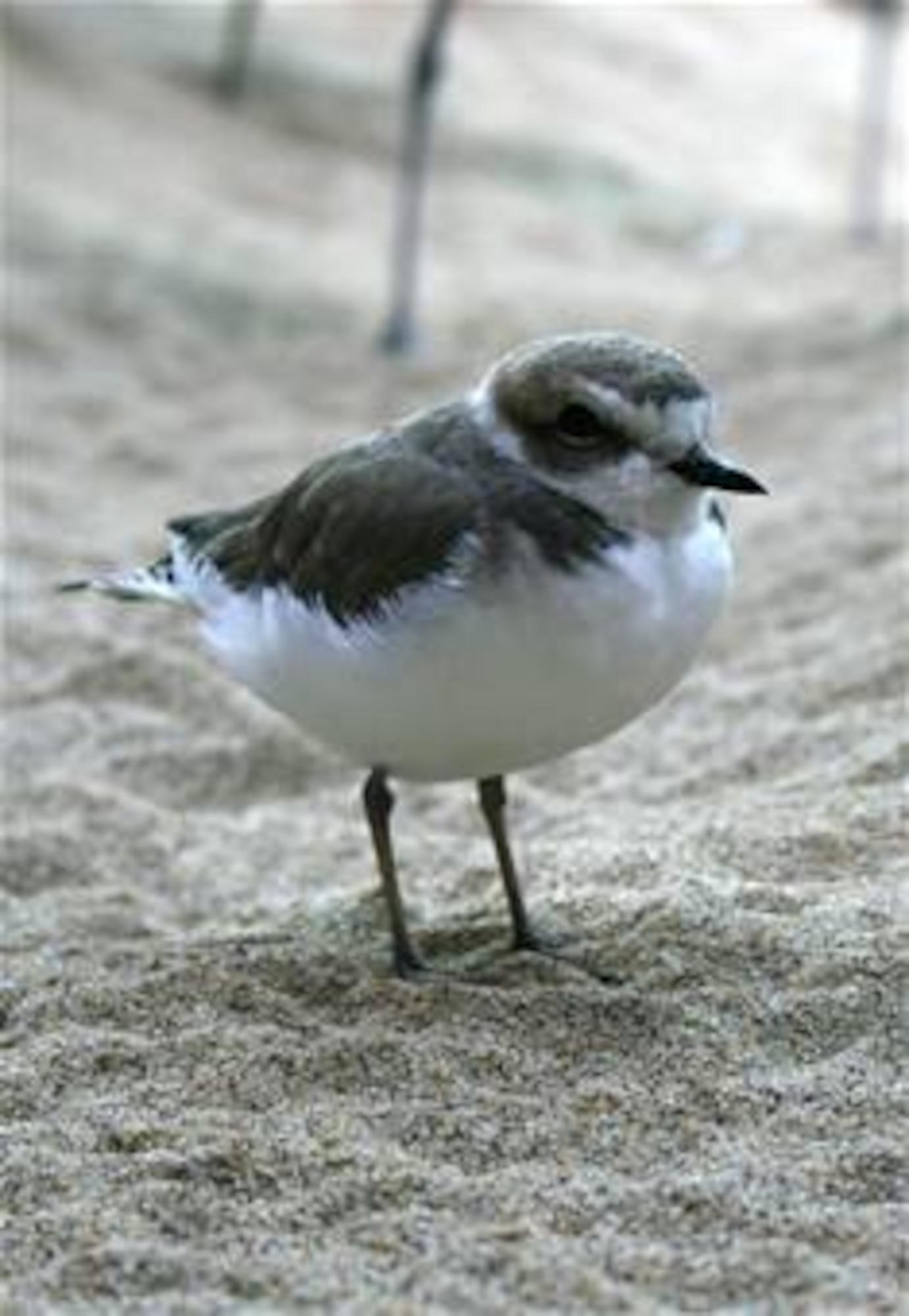 VANDENBERG AIR FORCE BASE, Calif. -- Restrictions have been lifted on Minuteman, Surf and Wall beaches as the Western snowy plover season came to a close here Friday, Sept. 29, 2011. Vandenberg's three local beaches close once a year from March 1 to Sept. 30 for the tiny shorebird listed as threatened by the United States Fish and Wildlife Service. (U.S. Air Force photo)