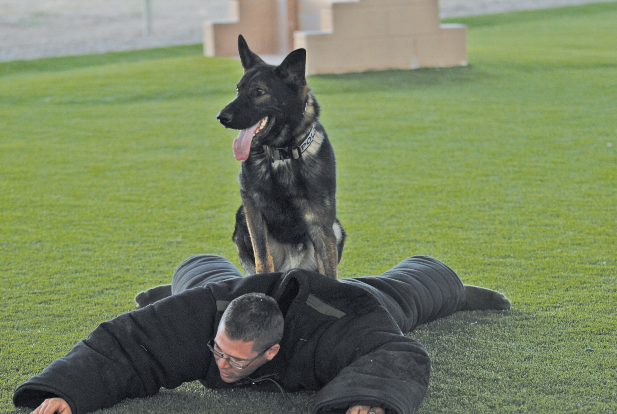 Chrach sits and stays on top of Staff Sgt. Justin Kitts, 56th Security Forces Squadron military working dog handler, on September 20th during a bite training exercise.  (U.S. Air Force photo/Austin Thomas)