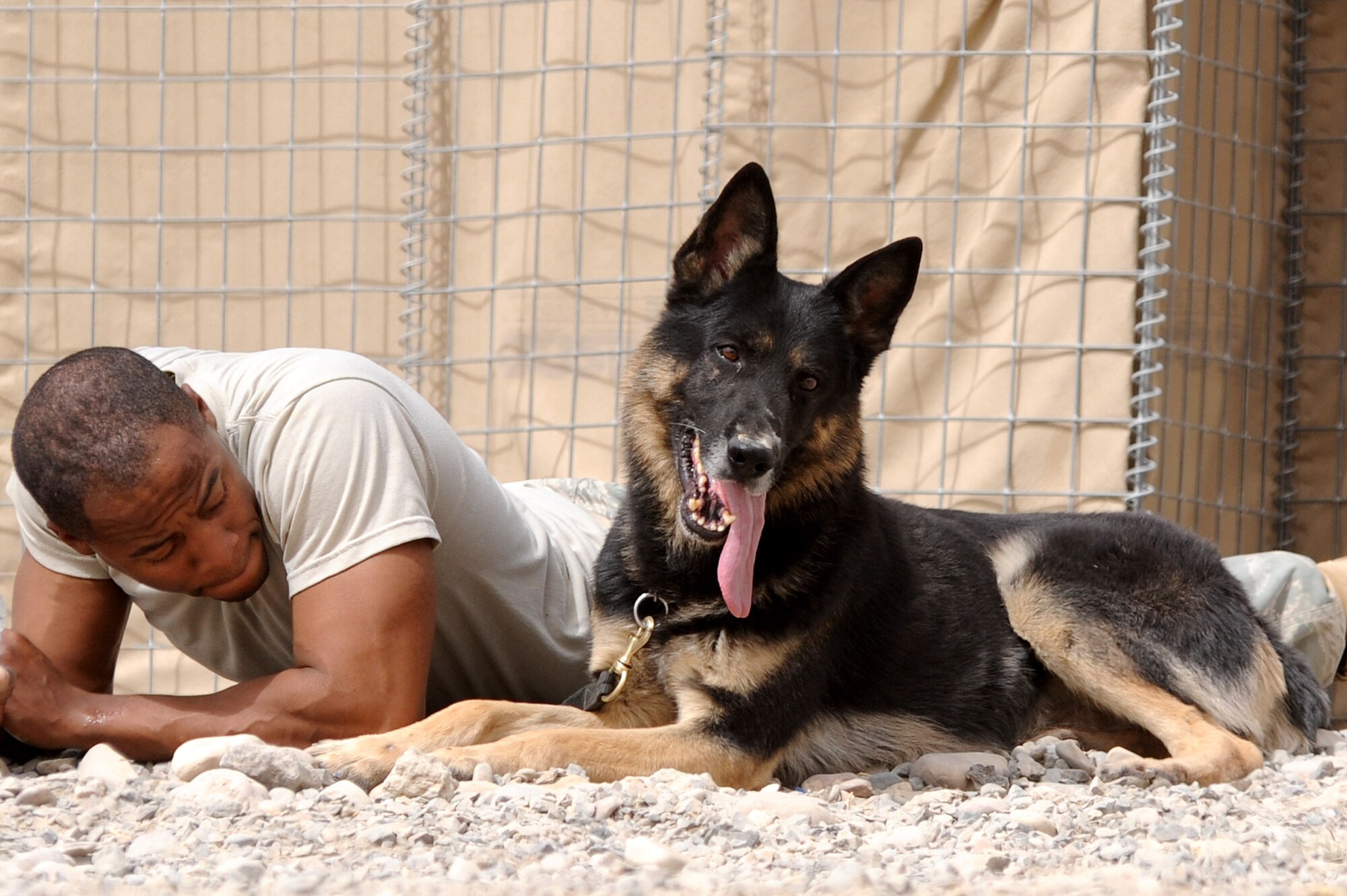 Staff Sgt. Jesse Adams and military working dog Bunno hit the ground during a rocket attack Sept. 8, 2010, at Kandahar Airfield, Afghanistan.  Sergeant Adams, from Detroit, is assigned to the KAF K-9 unit as a military working dog handler. (U.S. Air Force photo by Tech. Sgt. Chad Chisholm/Released)