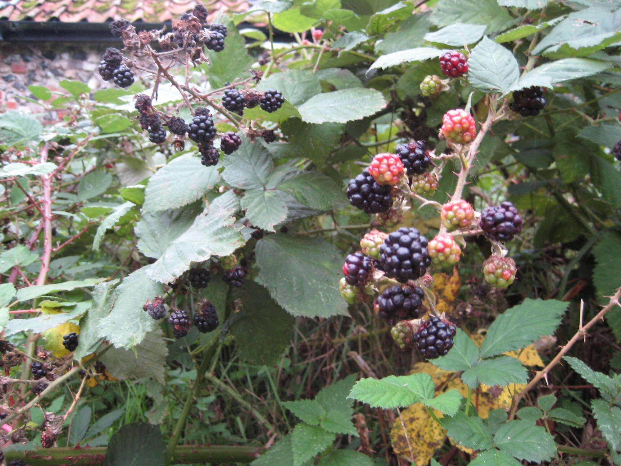 Blackberries are collected and eaten with great enthusiasm in Britain, where blackberrying occupies a special cultural niche as a uniquely rewarding leisure activity. Traditionally  blackberries should not be picked after Michaelmas (Sept. 29) . Folklore says that after this date, the devil spits or stamps on the berries, rendering them unfit. (Photo by Suzanne Harper)