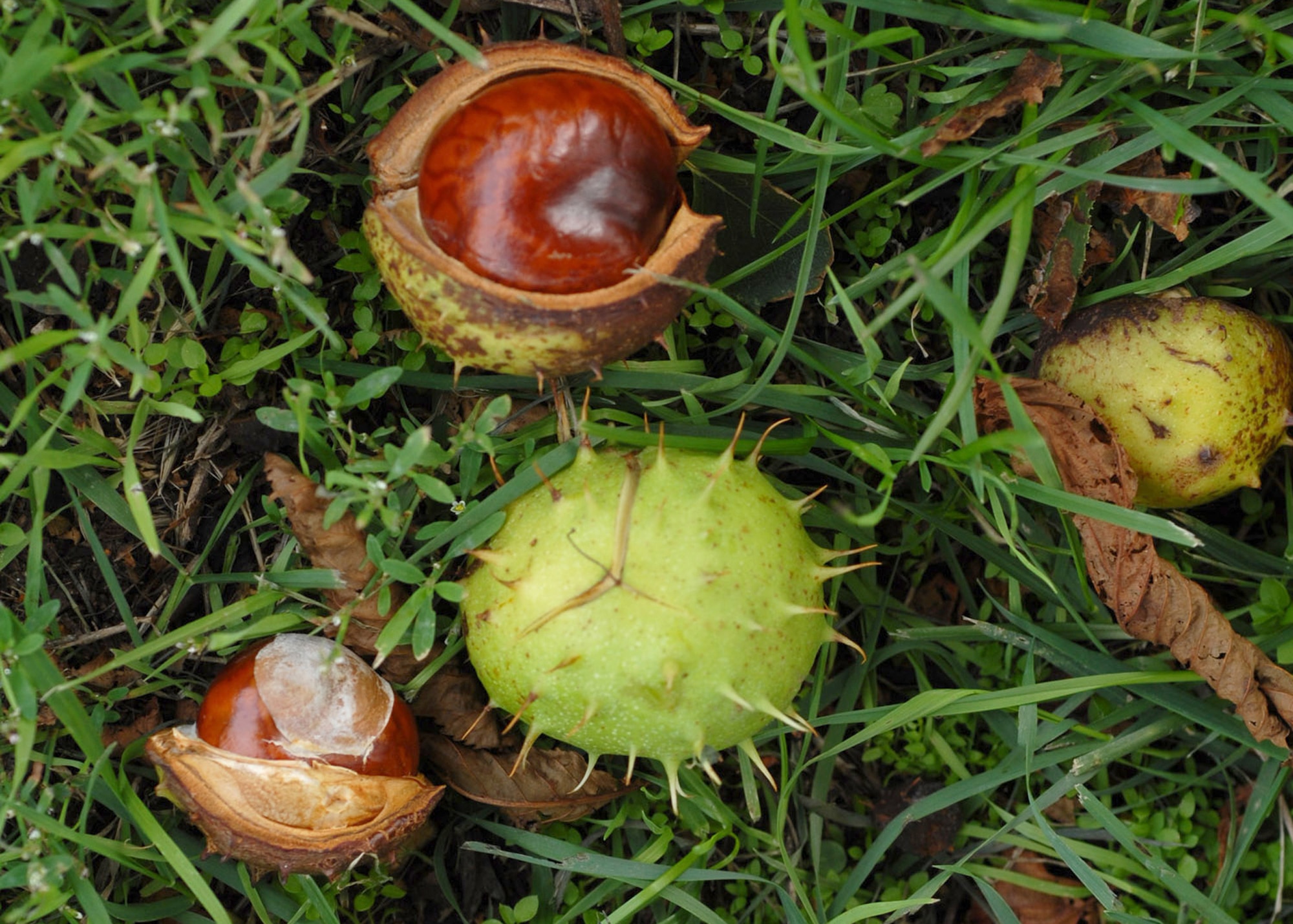 Every autumn in the UK the fruit of the horse chestnut is gathered by children in order to  to play the age old game of "conkers".  (U.S. Air Force photo/Judith Wakelam)