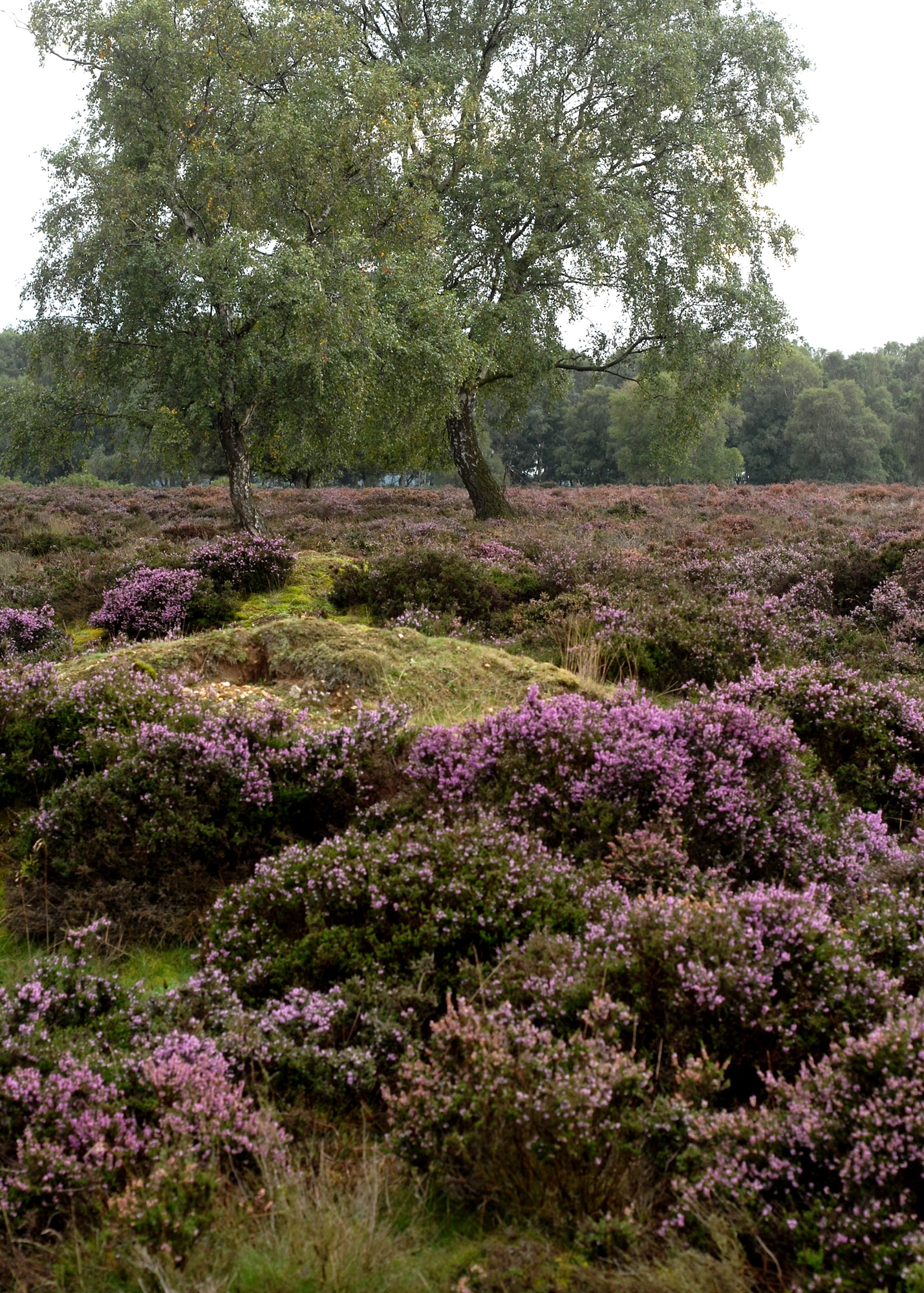 Cavenham Heath, a stone's throw from RAF Mildenhall, with it's purple heather is a lovely place for an autumn walk  (U.S. Air Force photo/Judith Wakelam)