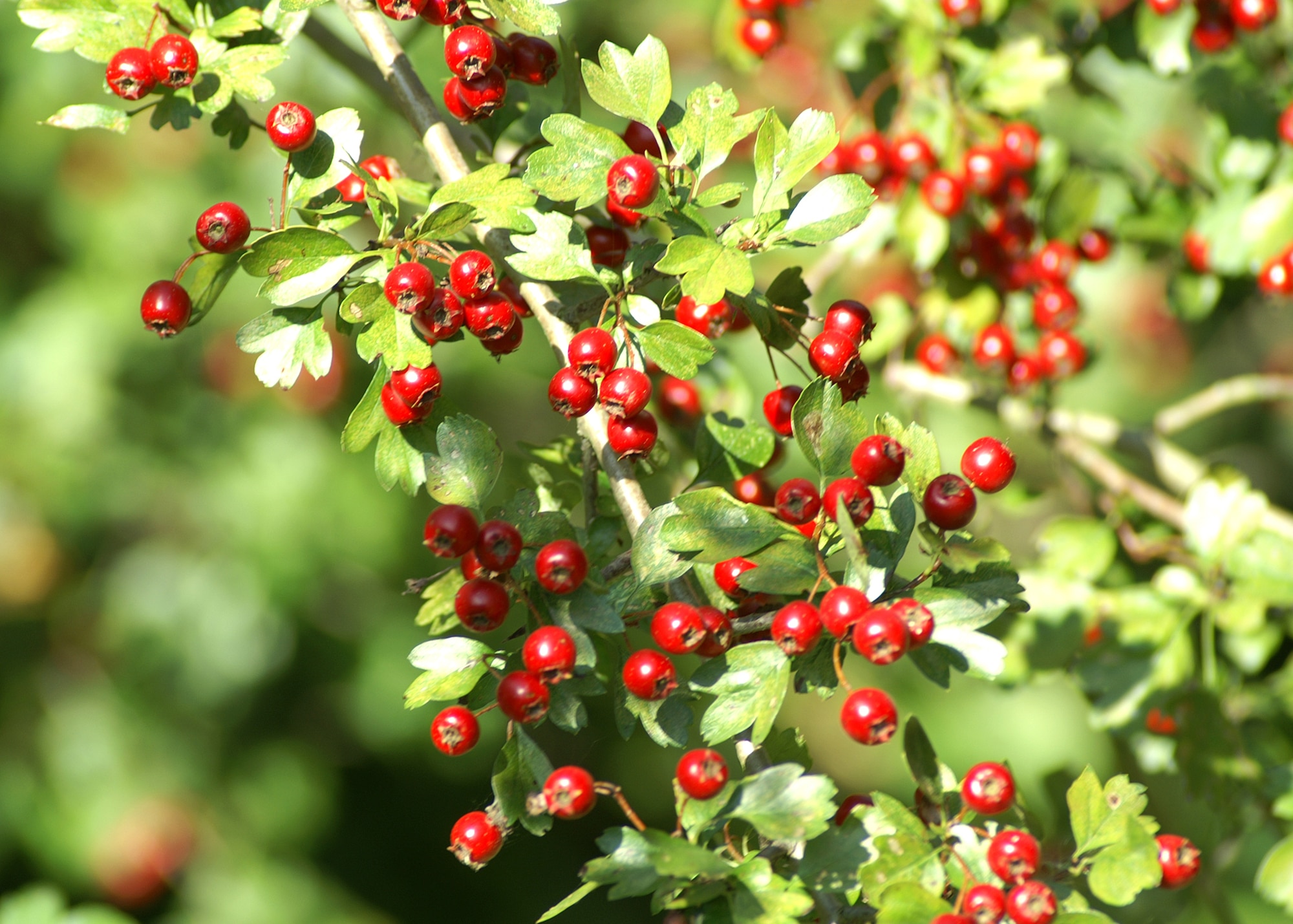 Hawthorn berries are just one of the fruits to be found in autumn hedgerows. (U.S. Air Force photo/Judith Wakelam)
