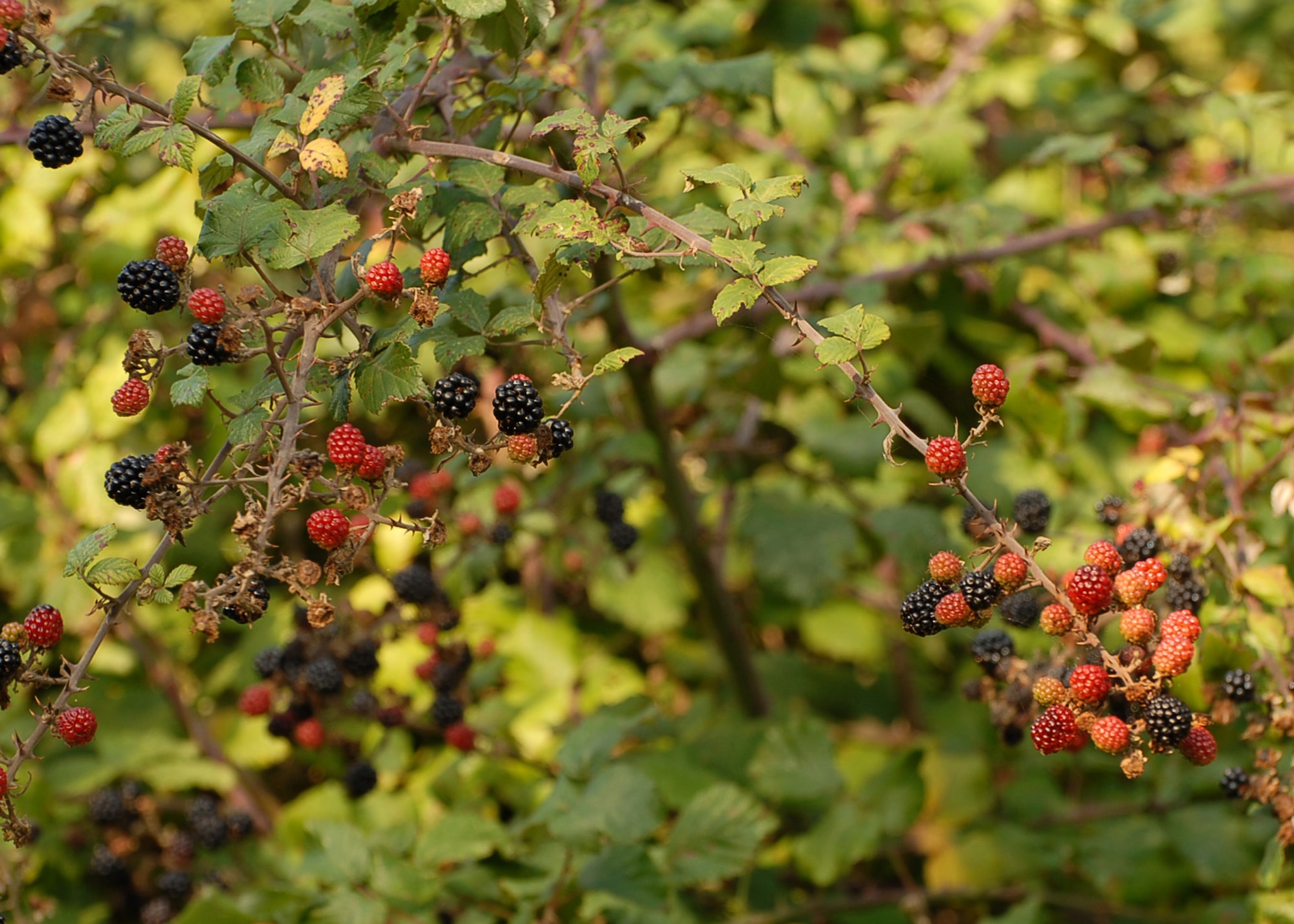 Ripening blackberries are to be found in hedgerows in the month of September. Blackberry and apple pie is a British favorite. (U.S. Air Force photo/Judith Wakelam)