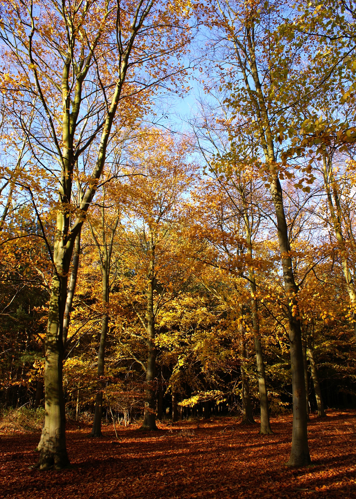 In the United Kingdom on a sunny autumn day there are few more beautiful trees than the beech. (U.S. Air Force photo/Judith Wakelam)