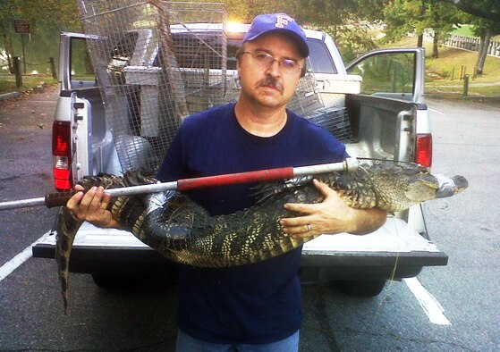Bob Sargent, natural resources manager here, displays an alligator caught at Duck Lake. Courtesy photo