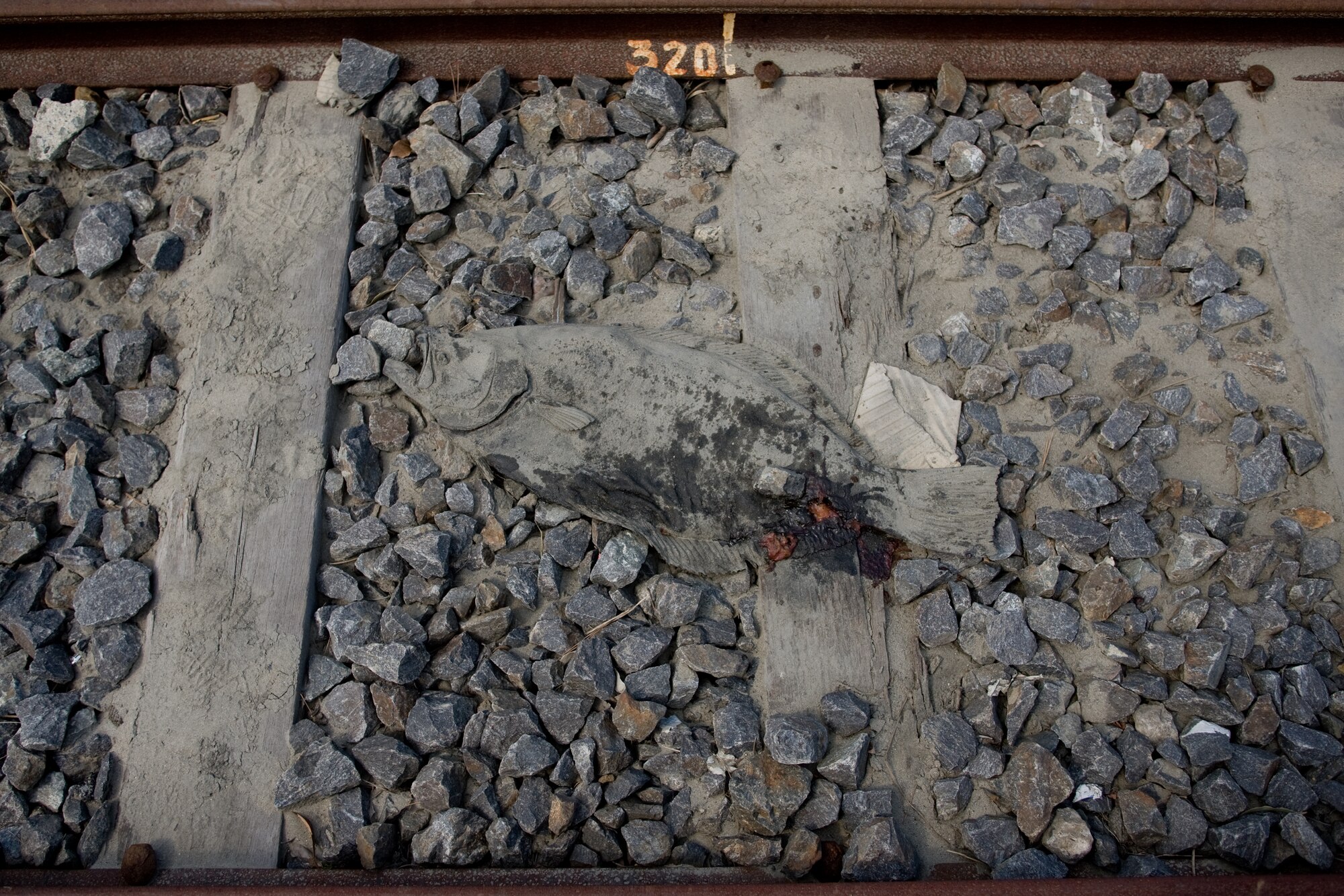 ONAHAMA, Japan -- The March 11 earthquake and tsunami devastated the port city of Onahama in Fukushima Prefecture as this March 29, 2011, photo depicts. This fish was carried hundreds of yards inland and stranded on a railroad track when the water receded. Despite the efforts of Japanese and American civilian and military members, much work remains to be done. The U.S. Forces Japan response is part of a broader U.S. government effort to support Japan's request for humanitarian assistance. This effort includes coordination by the U.S. Department of State and U.S. Agency for International Development, in constant consultation with Japanese authorities and U.S. Pacific Command. (U.S. Air Force photo/Osakabe Yasuo)