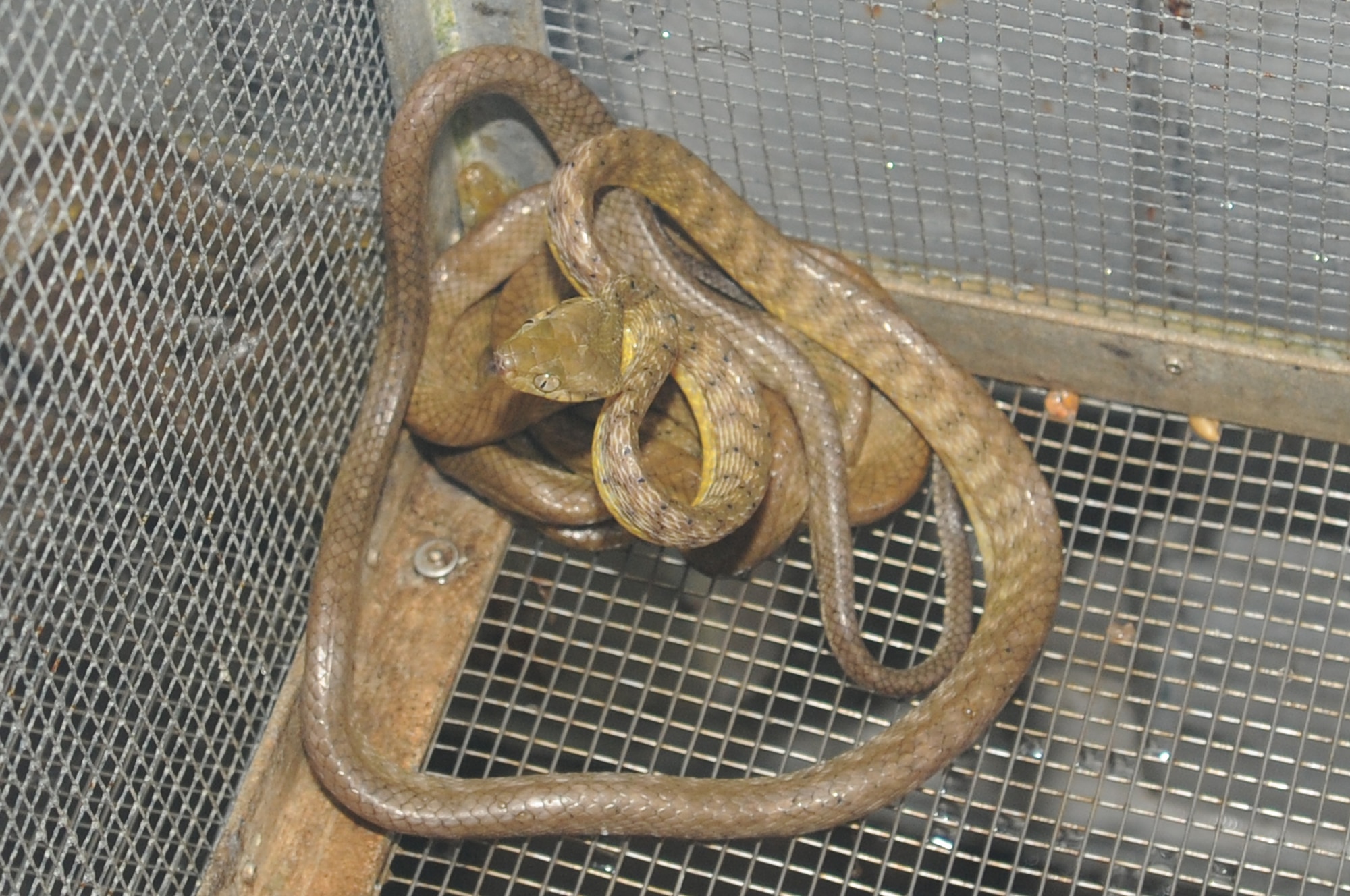 ANDERSEN AIR FORCE BASE, Guam - Sensing activity around its cage, a
brown tree snake takes a defensive stance here, March 31. This snake was
caught two weeks prior, and will be rotated to the third week on Monday.
(U.S. Air Force photo/ Senior Airman Carlin Leslie)
