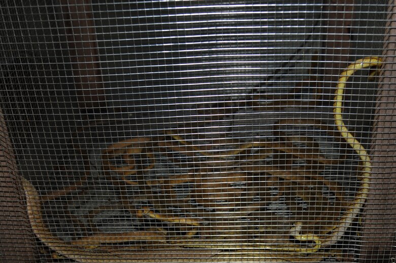 Usda Keeps Snakes Off Of Planes Out Of Cargo Andersen Air Force