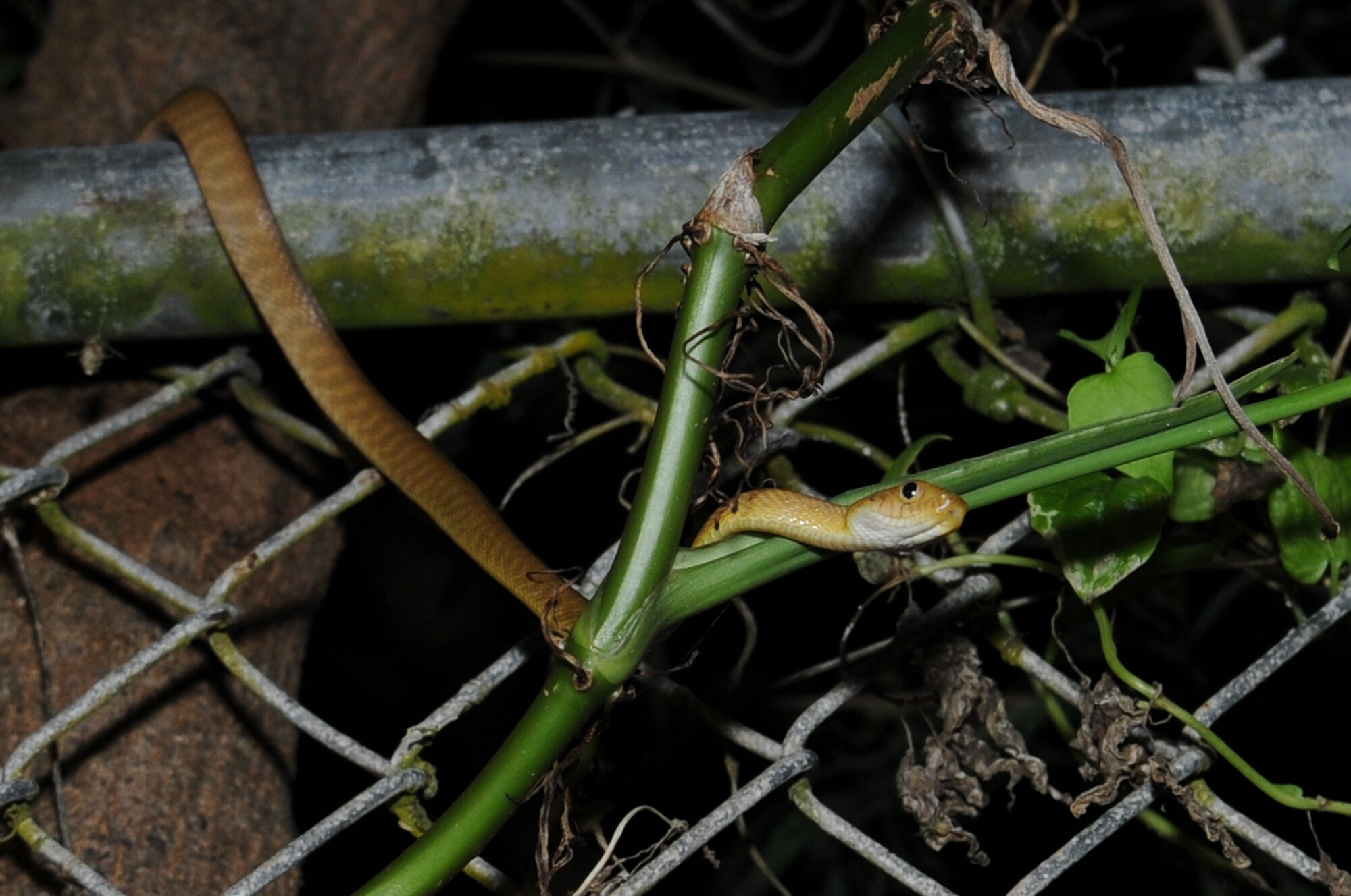 ANDERSEN AIR FORCE BASE, Guam - The brown tree snake uses the trees to
make his way onto the fence line here, March 31.The snakes use the chain
links to make their way up to the humane traps the U.S. Department of
Agriculture sets on the fence line to try and control the population around
base.(U.S. Air Force photo/ Senior Airman Carlin Leslie)
